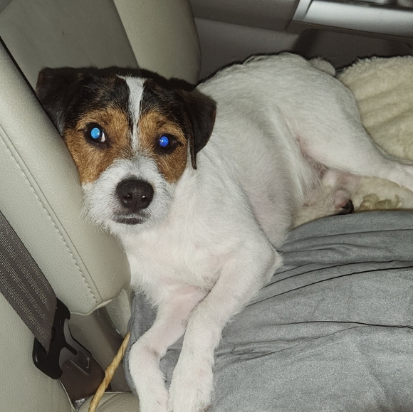 @bethybd LIVE "LIKE" for Notices Of My Shows - Picture 16 of 16